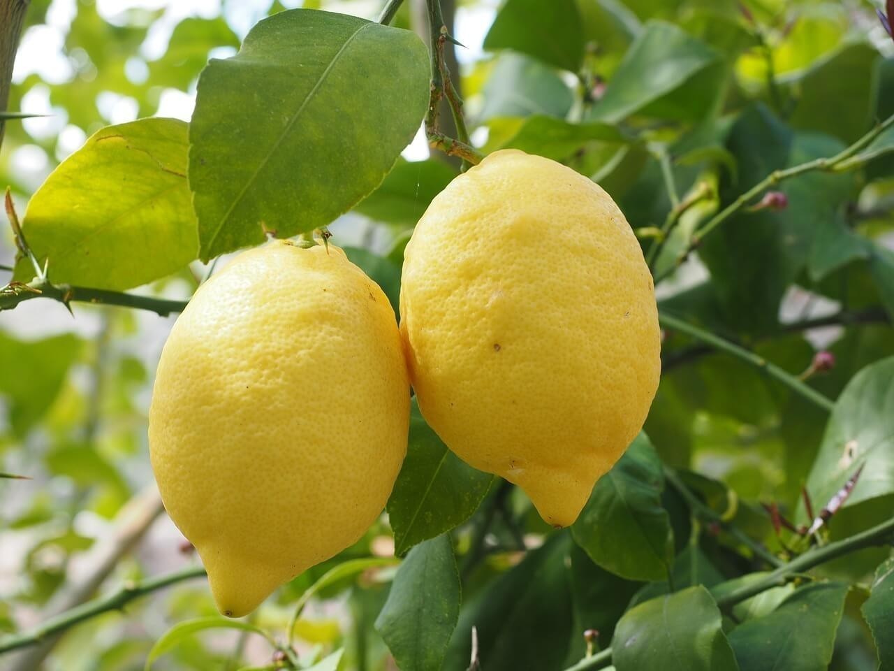 Limone frutto